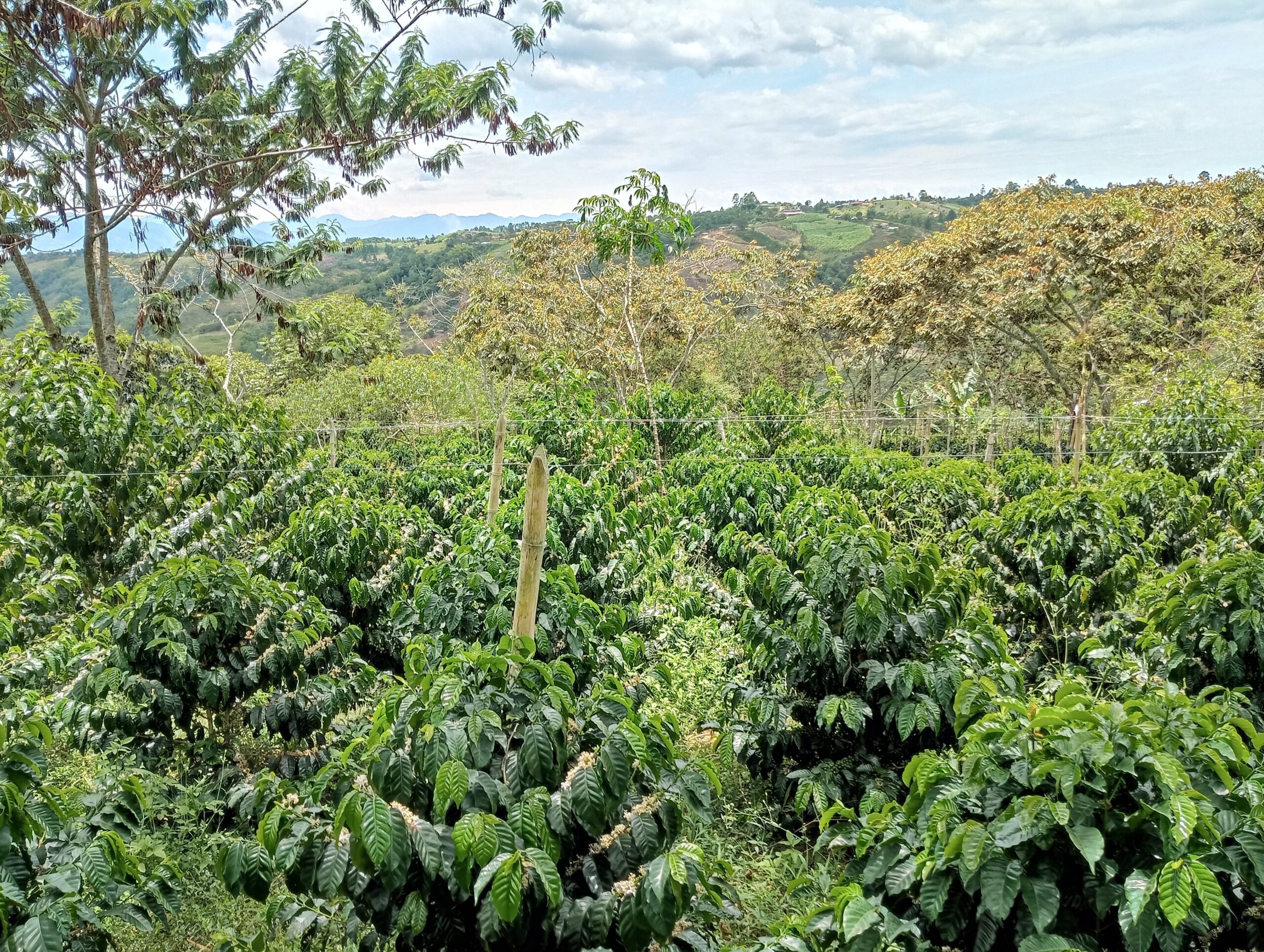 Finca La Esperanza - Eliana Miranda Quesada